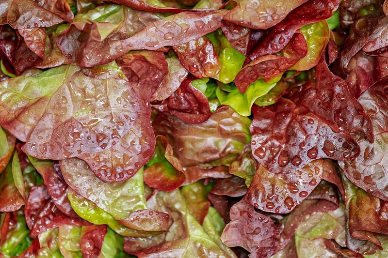 Spring Salads